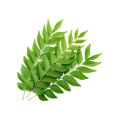Curry Leaves Bunch